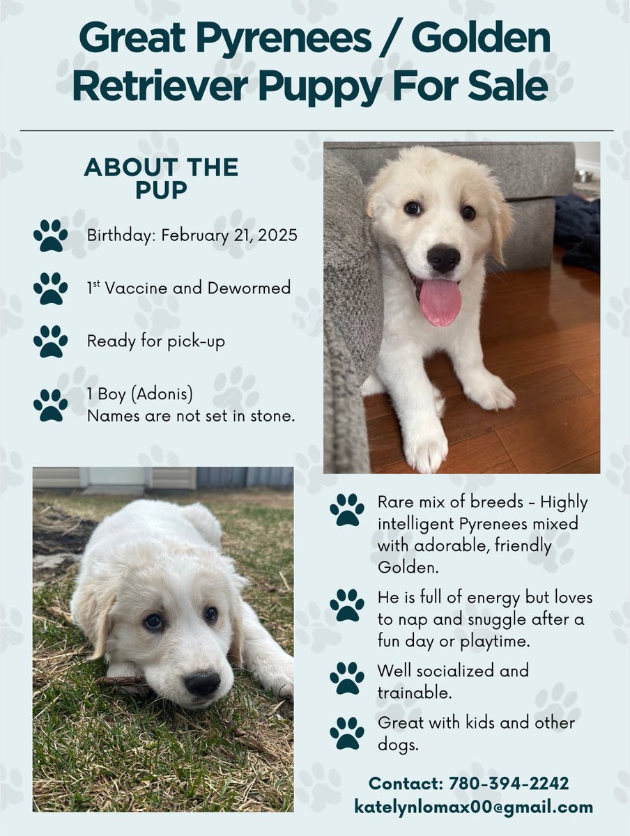 KathStavro's tweet image. This adorable little guy is looking for his forever home…