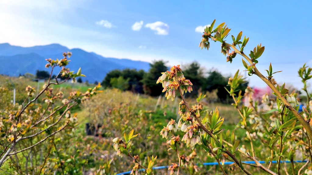 ブルーベリーも咲き始めました✨今年は霜の被害も無く、順調に育ってます！