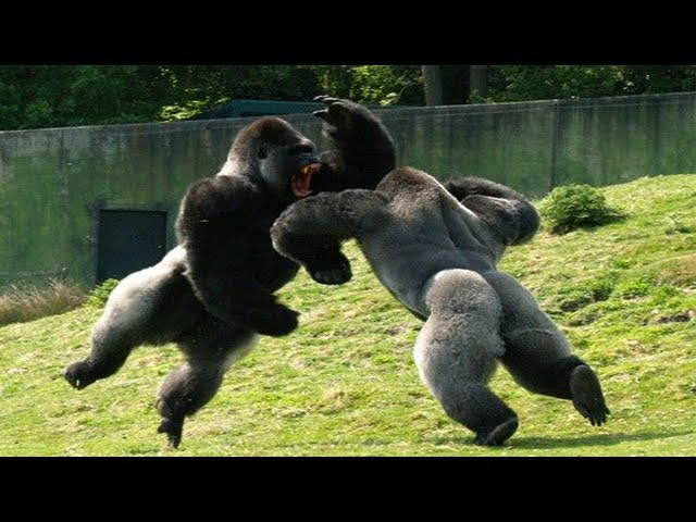 TheMasterHypno's tweet image. aint no way, 100 people are surviving that gorilla.
