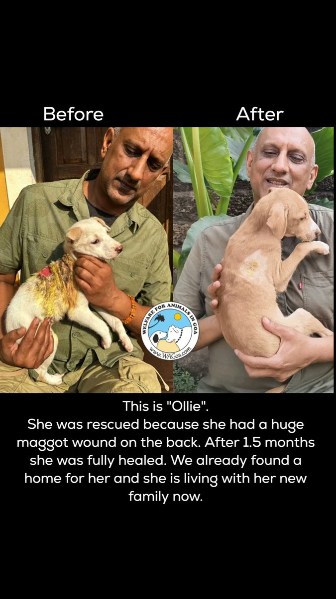 Meet with Ollie, our rescued little puppy!