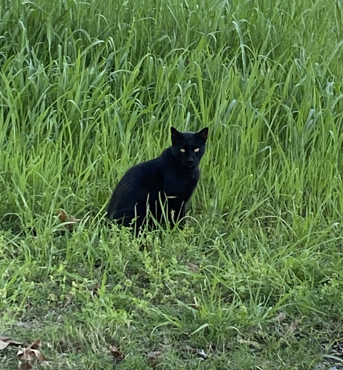 Black cay, yellow eyes, green grass...
#cats #panfur #blackcats