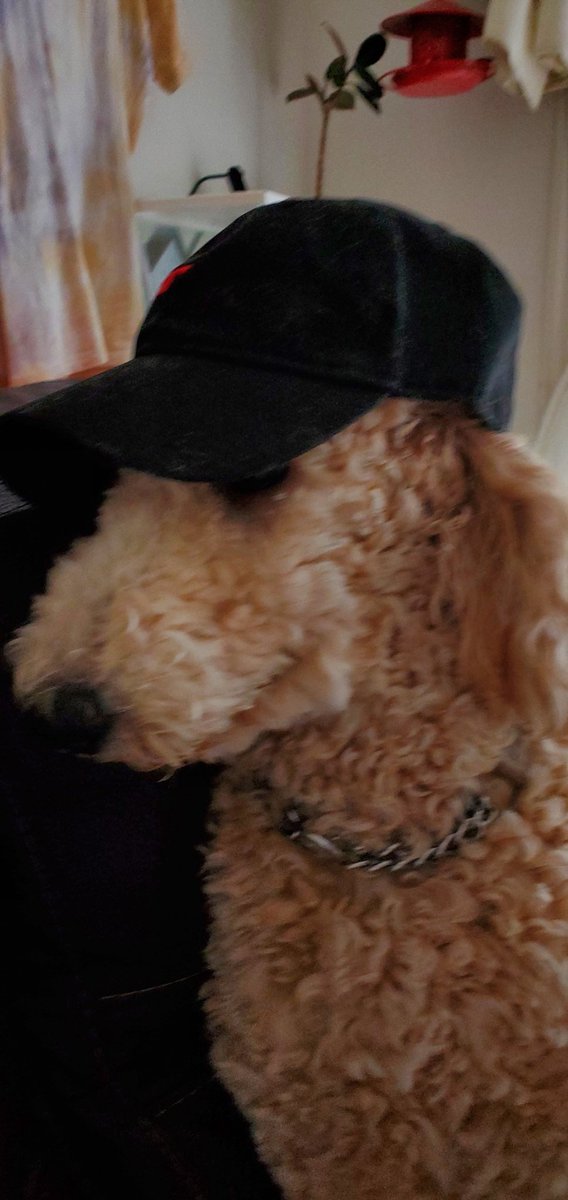 chuchukids's tweet photo. トングッズのキャップを愛犬に…(笑) https://t.co/RrqavTDKnf