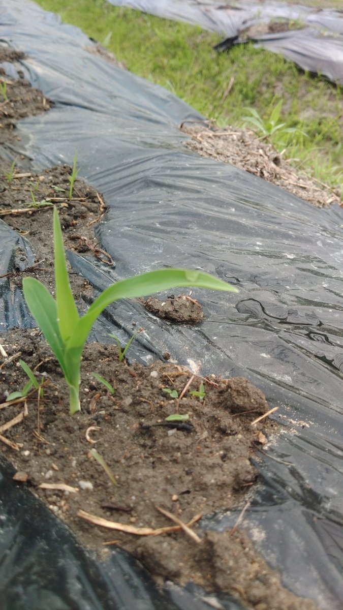 とうもろこし🌽の芽が出てた！