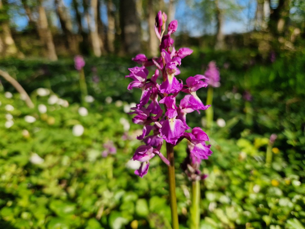 Jens Svenning (@jcsvenning) on Twitter photo Most (>80%) of #forest #plant species in Europe require medium to high light & are associated to grazed #woodland - see our analysis <a href="/NaturePlants/">Nature Plants</a> nature.com/articles/s4147… 2☀️🪻🌼🌿An example is Early-Purple #Orchid, here seen in an ancient woodland patch near where we live 🙂🌿 Most (>80%) of #forest #plant species in Europe require medium to high light & are associated to grazed #woodland - see our analysis <a href="/NaturePlants/">Nature Plants</a> nature.com/articles/s4147… 2☀️🪻🌼🌿An example is Early-Purple #Orchid, here seen in an ancient woodland patch near where we live 🙂🌿