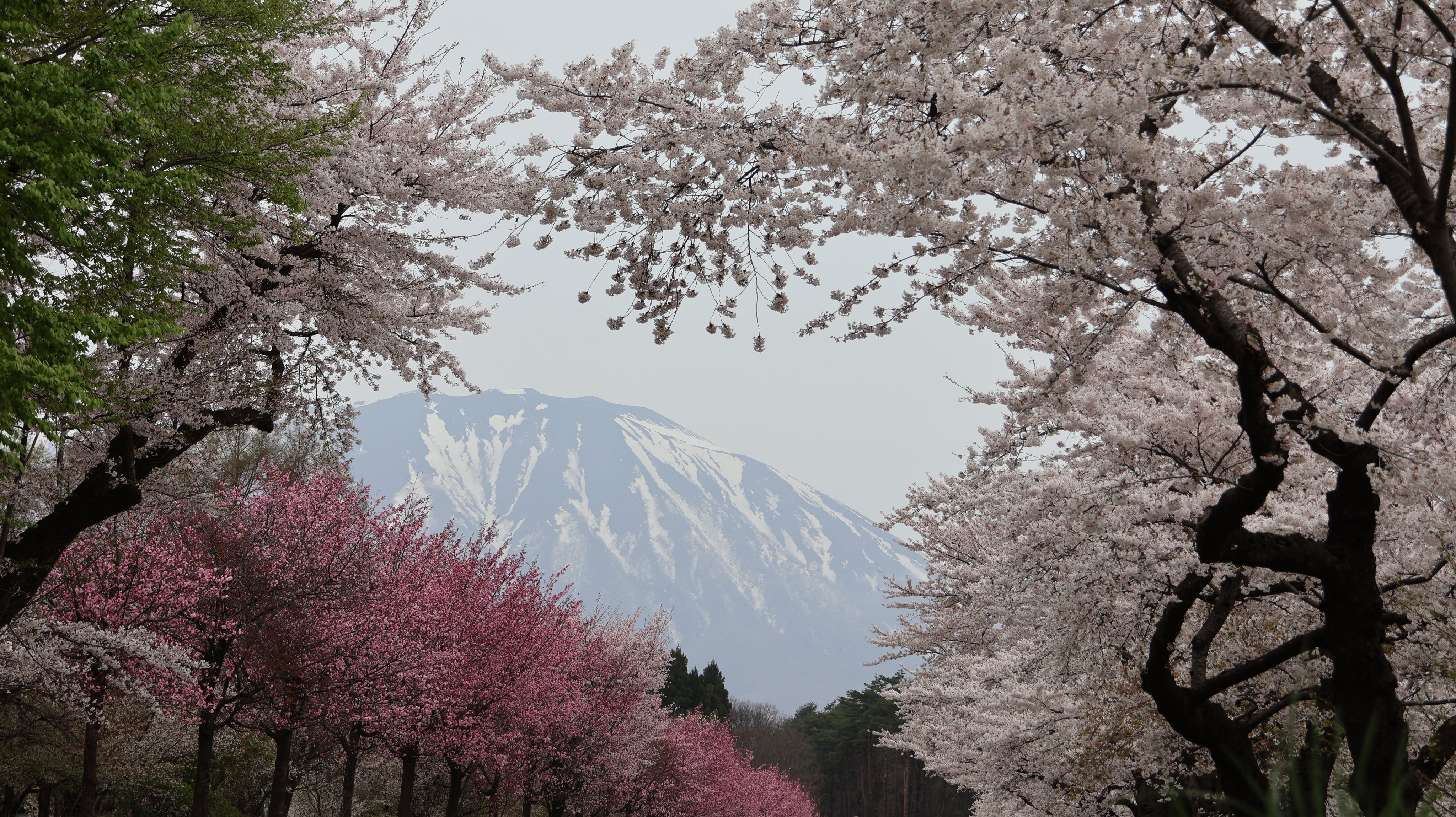 ゆこたんの森【岩手 雫石 南網張ありね 温泉 ゆこたんの森【岩手 雫石 南網張ありね 温泉