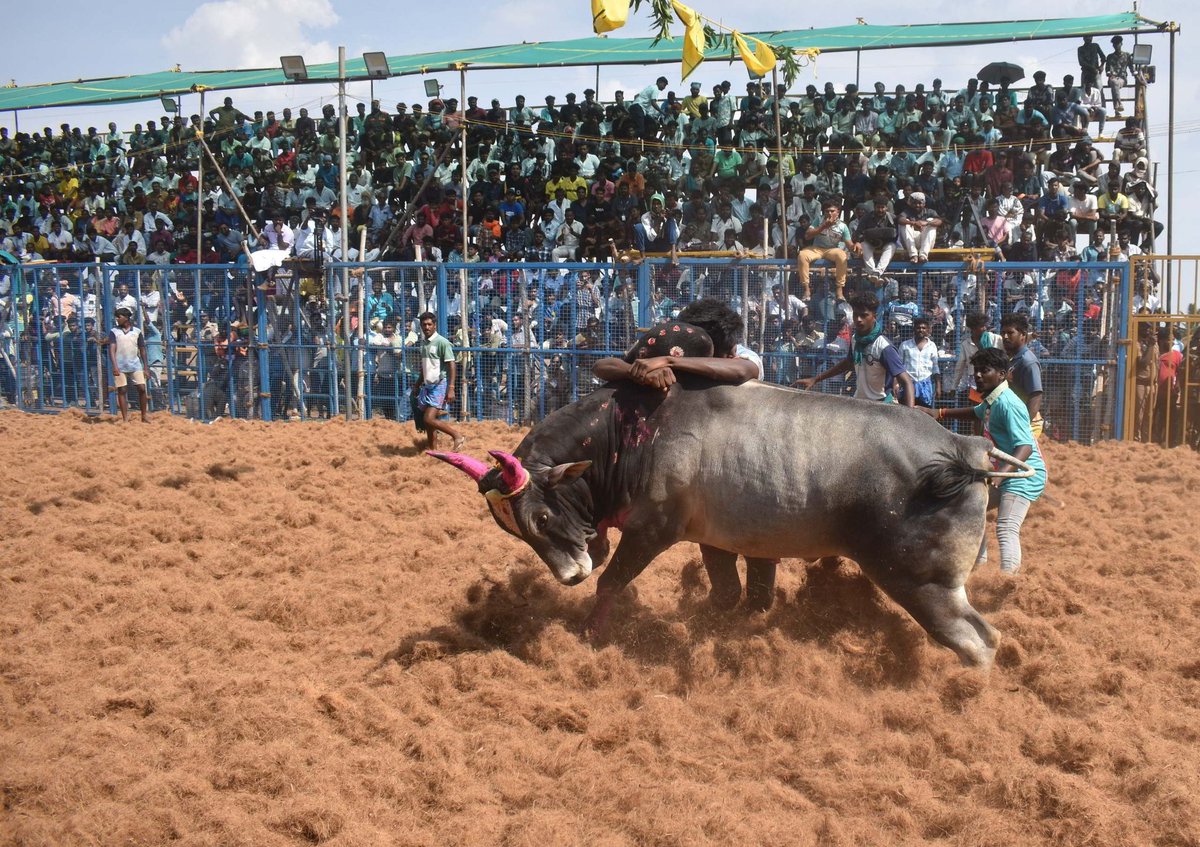 #Coimbatore : #Jallikattu, a traditional bull taming event, Tamers take in the Jallikattu #bull during the event at Chettipalayam in Coimbatore on Sunday. Around 800 bulls and 500 tamers participated in the event. 

For: <a href="/NewIndianXpress/">The New Indian Express</a> 

Express/ <a href="/meetsenbaga/">S.Senbagapandiyan</a>