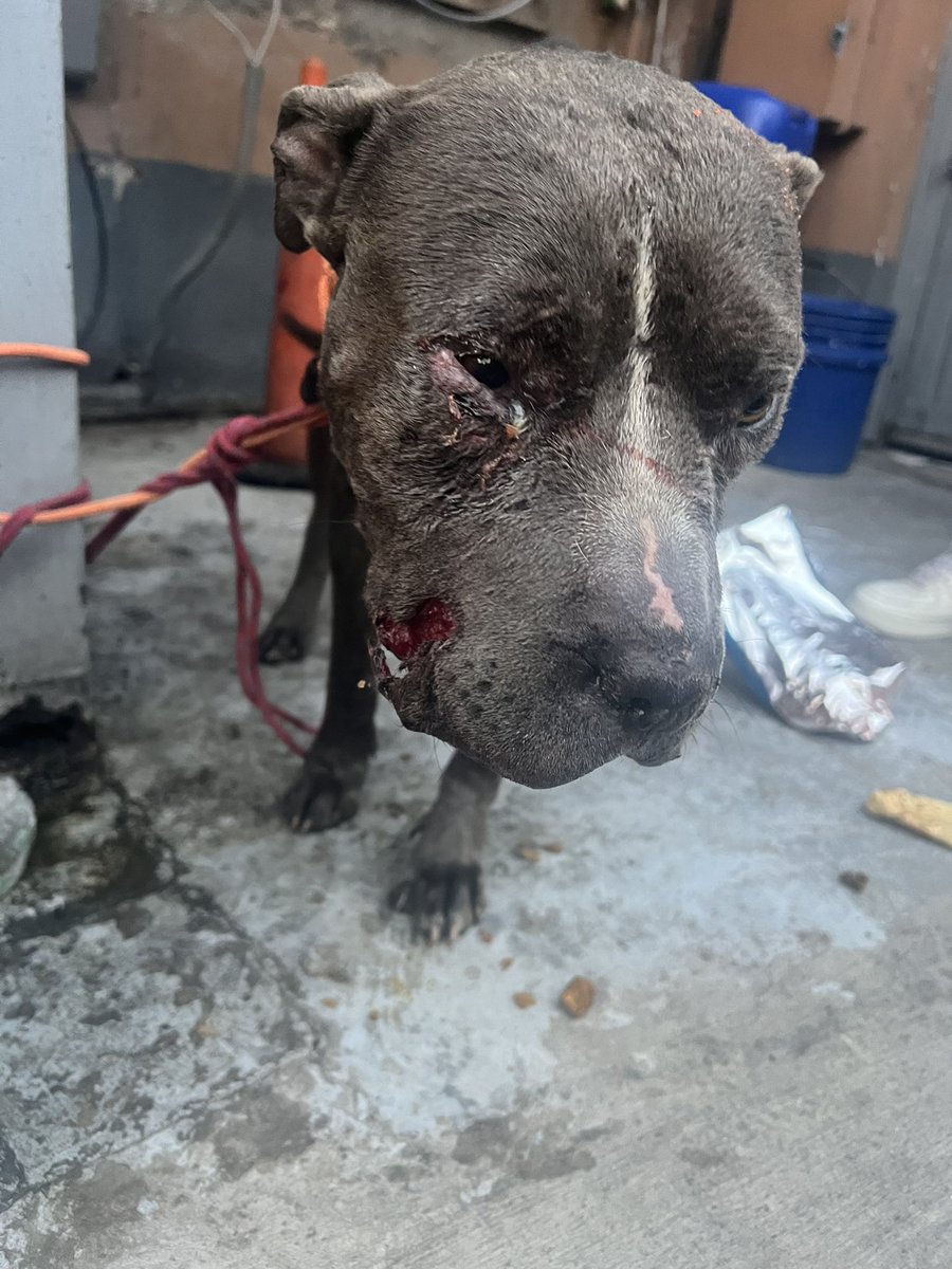 Oscar_VeCa's tweet image. Amigos, no hemos recibido ayuda para las placas de Blue! Mañana tenemos que hacerlas, nos ayudan? Todo suma! También un RT