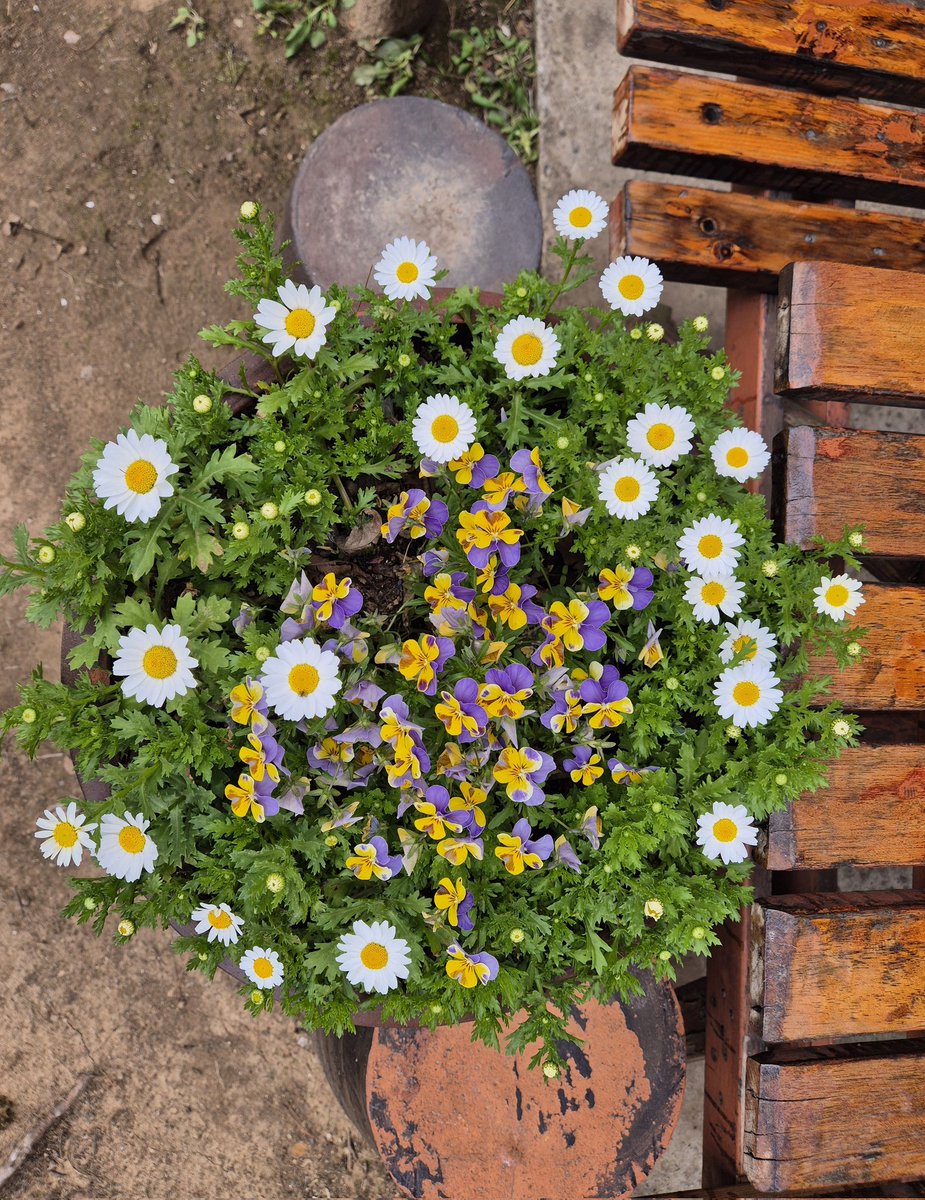 spring flower next to a banch