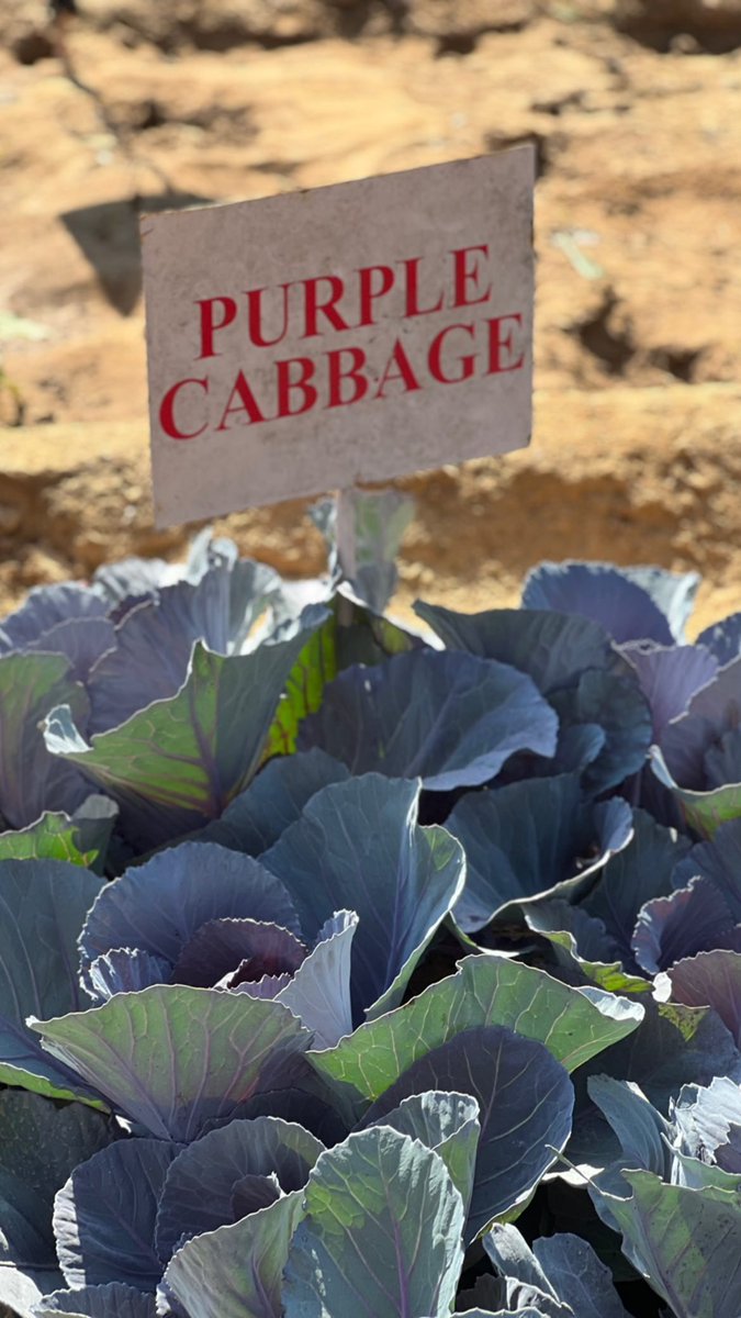 Raas Hotels tweet media