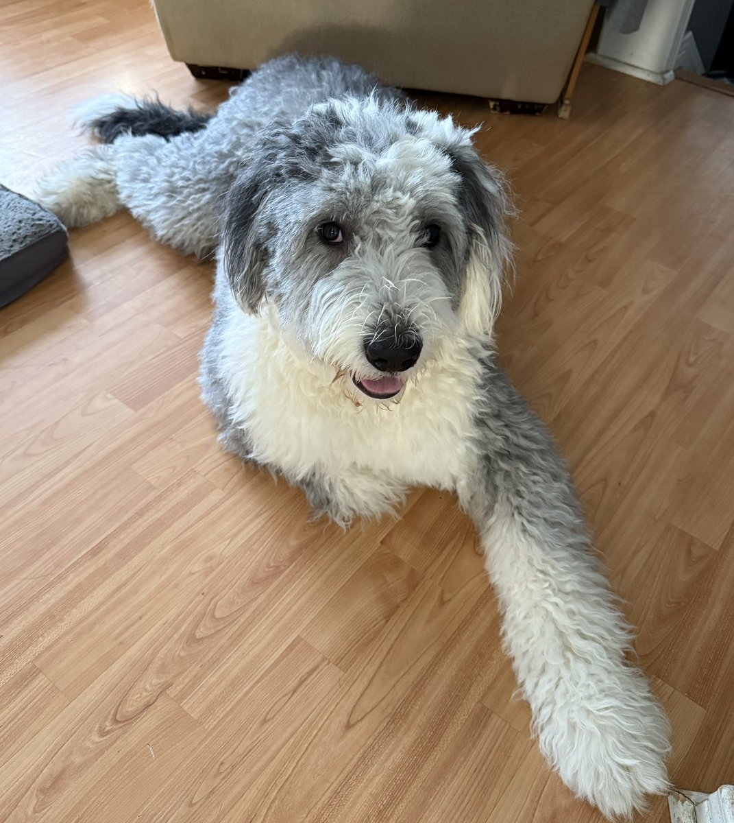 Mom decided to trim my floof today…then we went for a bath…then a nice long walk to dry in the wind! I was clearly not happy…but I’m clean and smiling now! 
🐑🐶🐾
#oes