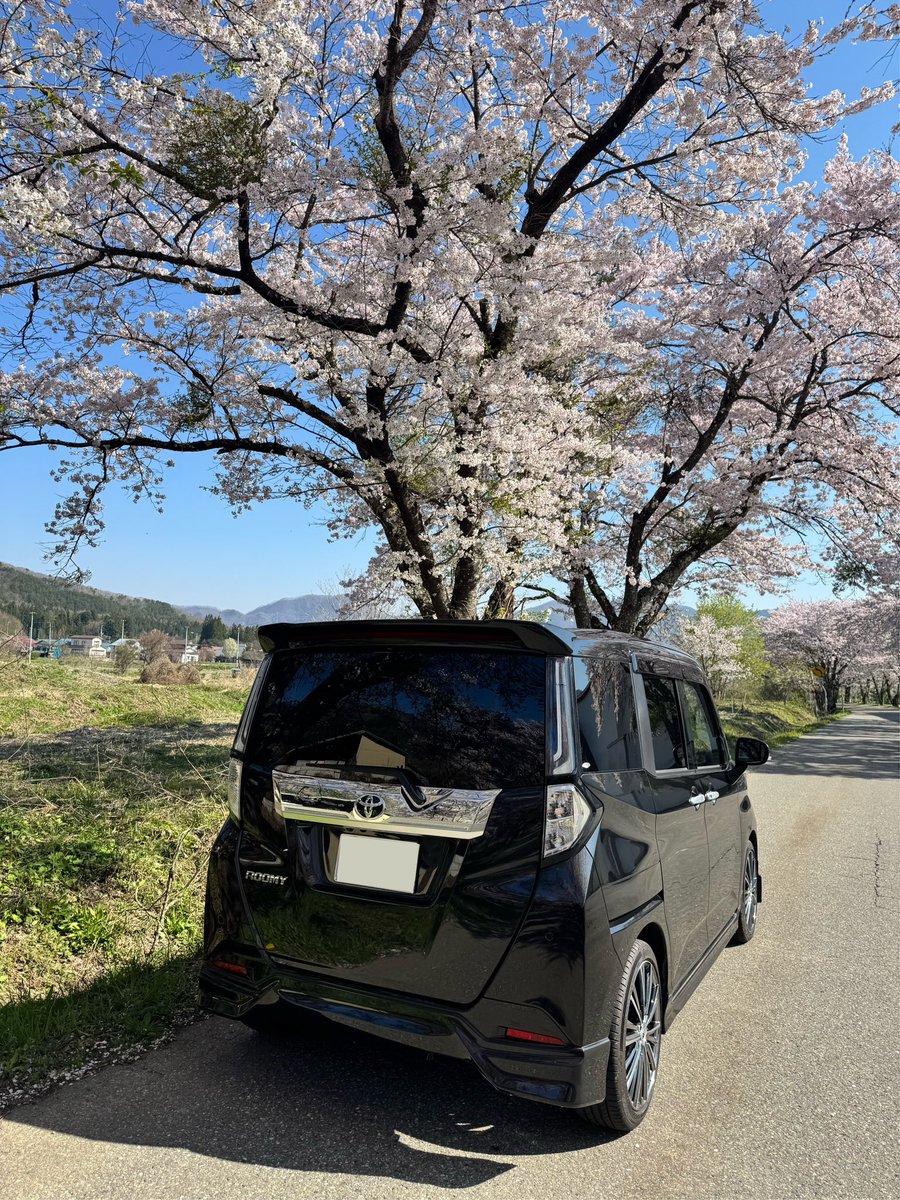 X全然修理から帰ってこないから今年は嫁車と🌸撮ってきた📸