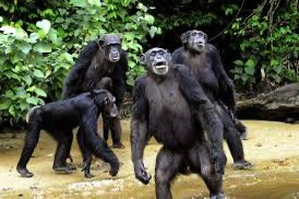 Wacoldotunene's tweet photo. @JotaIsBack_ @rickezn @KRUesports “ta se xingando de macaco bro?” https://t.co/E16YDVXvrs