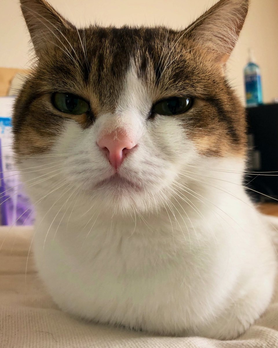 nikoandkotatoro's tweet photo. Monday's OHAYO GOZAIMASU☀️ 
連休みんにゃ楽しんでるかな⁇😹🫶 https://t.co/aDn1YKOGev