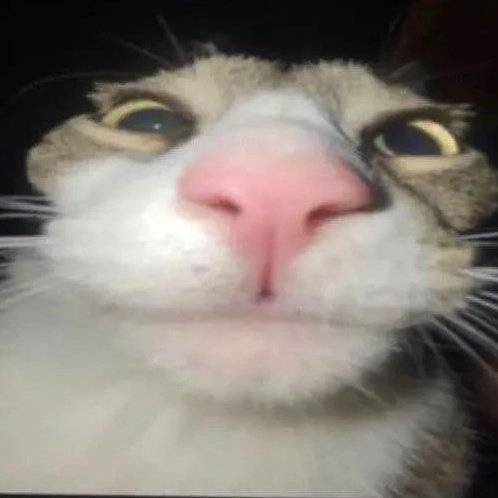 karlcoffees's tweet photo. Rap no habia dicho que iba a hacer stream hoy?? https://t.co/J0SVzATX3D