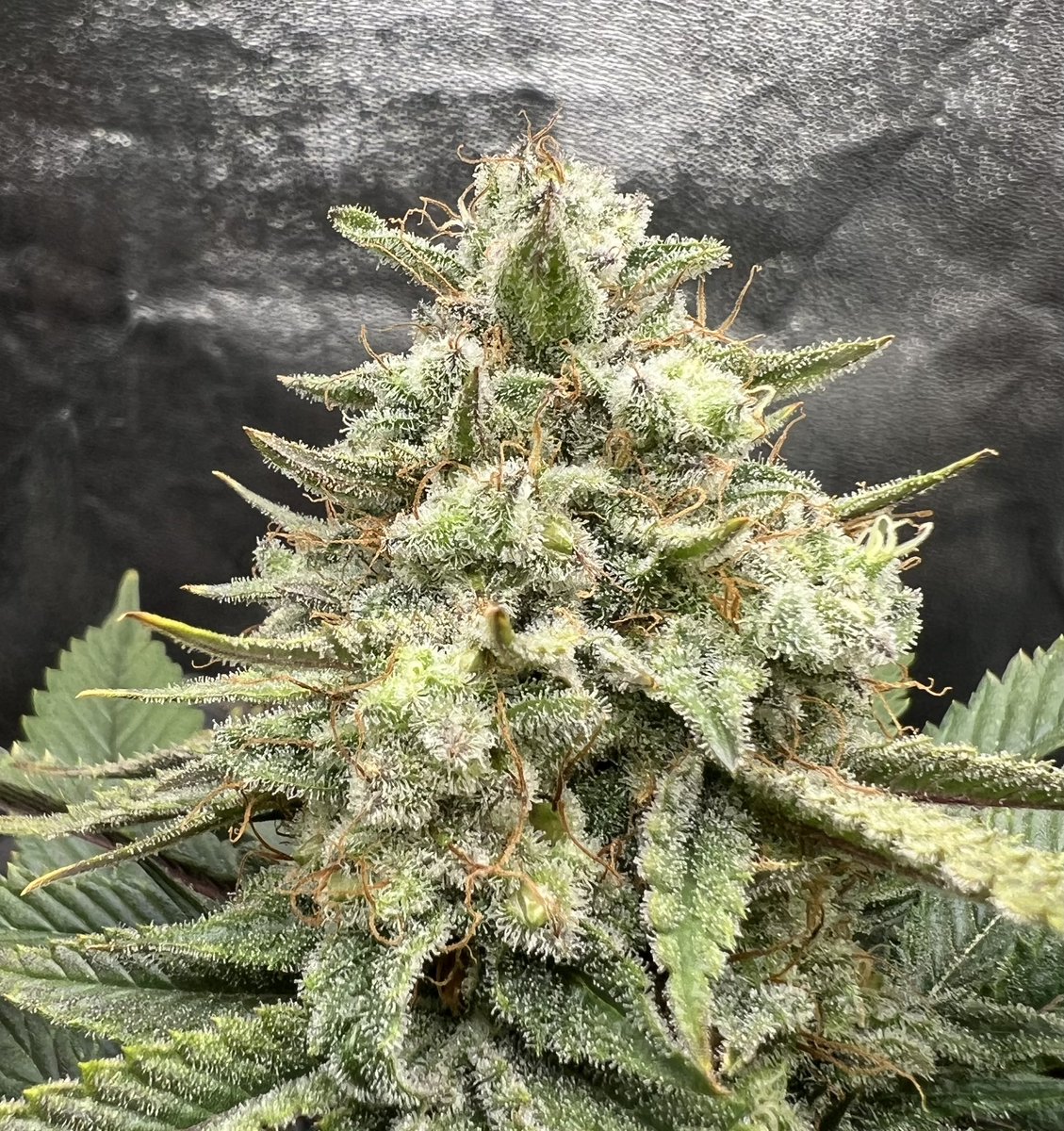 cascadia_seeds's tweet image. Josh D OG f2 fully loaded with f3 beans.