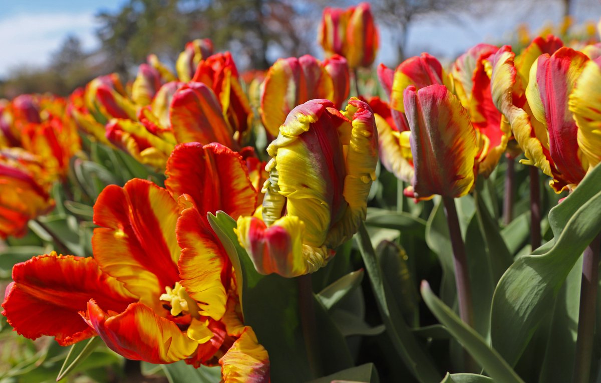 It has to be the Dutch and European blood running through my veins because I can't resist shooting pictures of tulips in their prime on a gorgeous Sunday afternoon. Photos April 27, 2025.