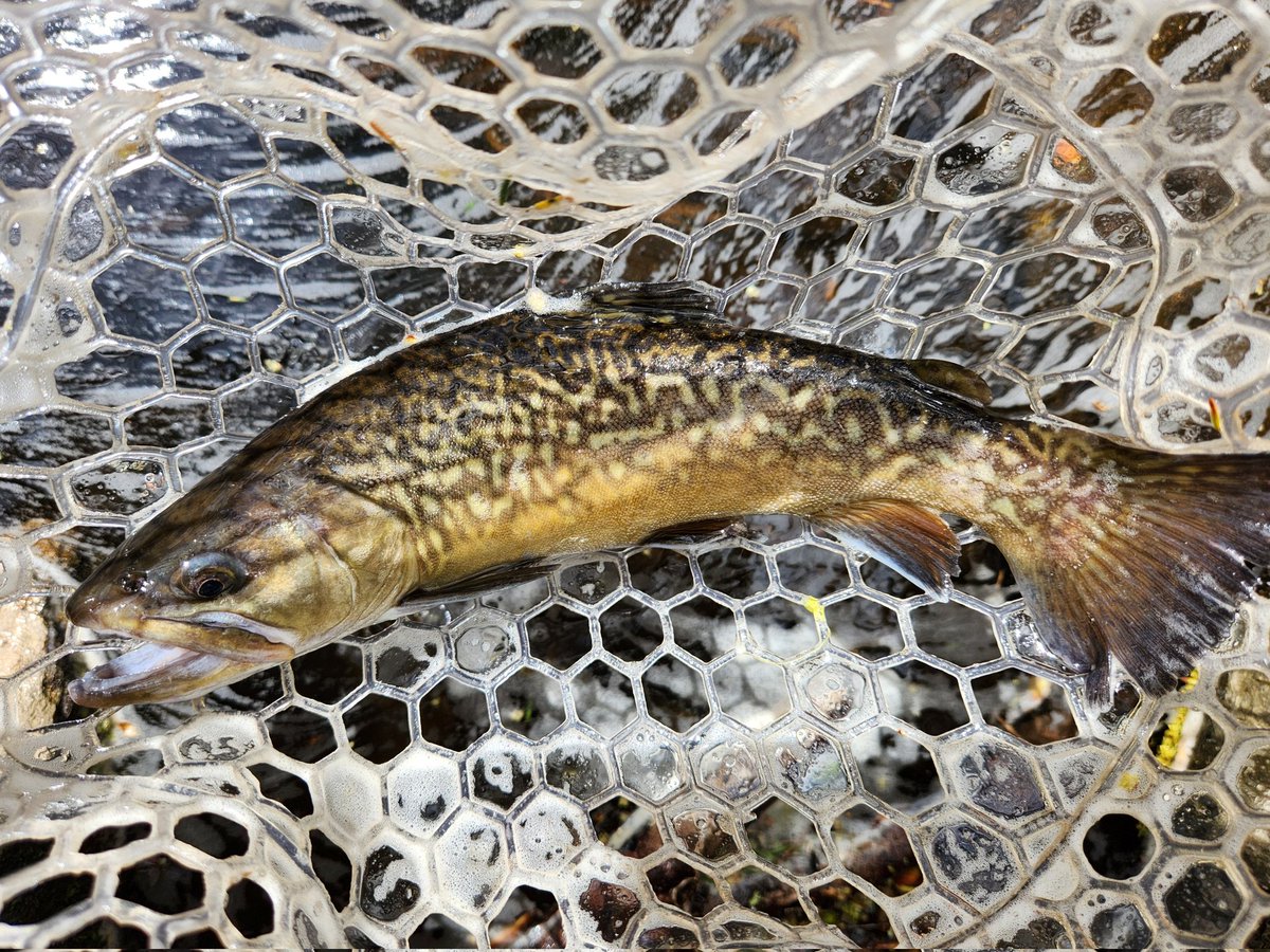 WOPR68's tweet photo. Picked up this Tiger trout and his buddies this morning on a local blue line. https://t.co/BoiBZW5zks