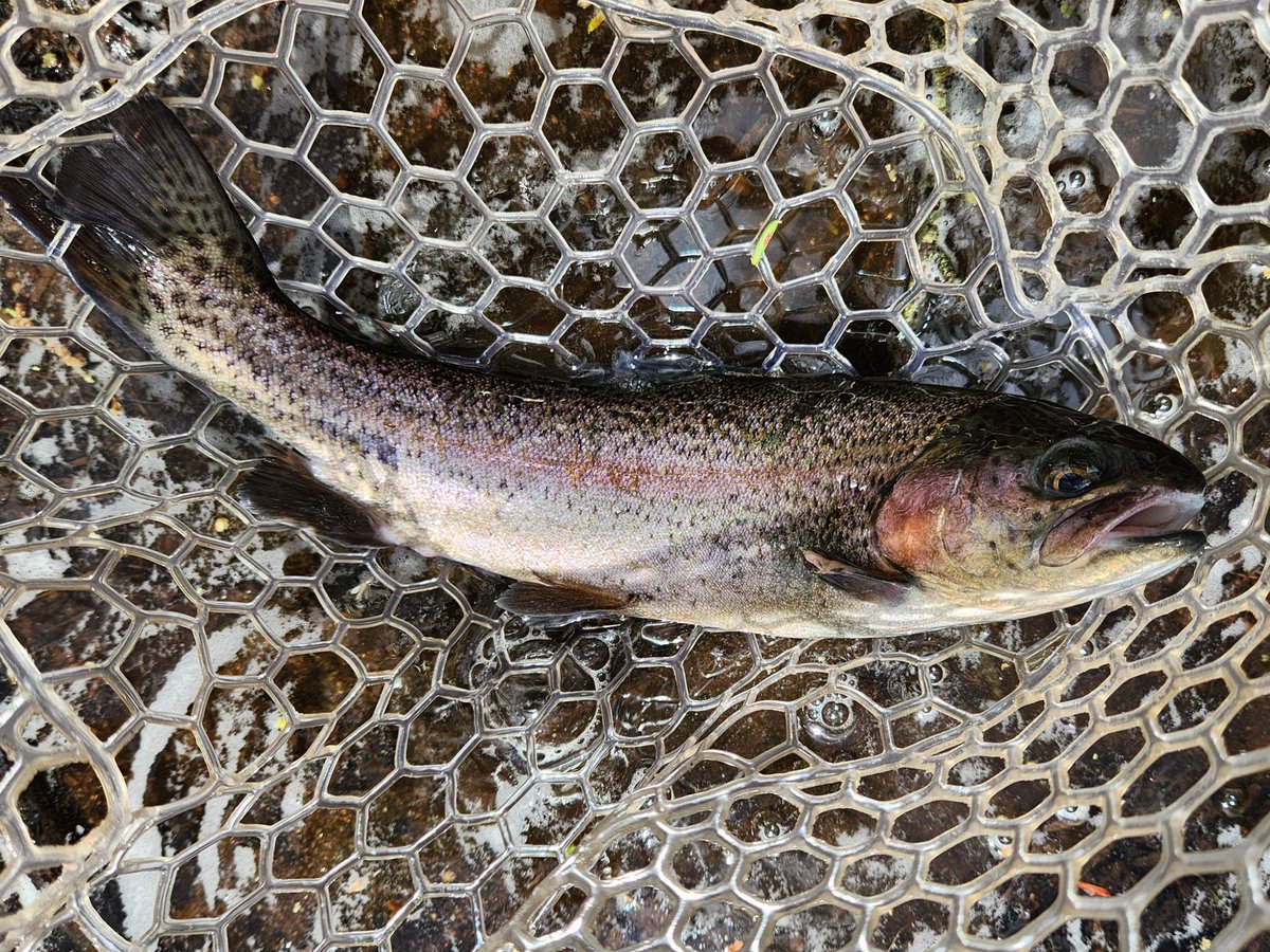 WOPR68's tweet photo. Picked up this Tiger trout and his buddies this morning on a local blue line. https://t.co/BoiBZW5zks