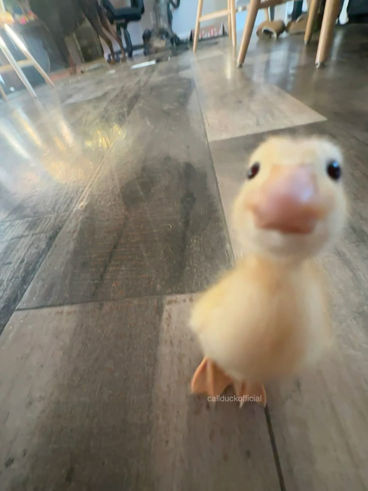 DuckAndPoker's tweet photo. @H0tWingsNPol https://t.co/GpRlbhZ72H