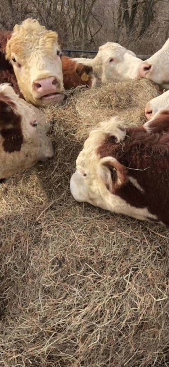 Brian Heher tweet media