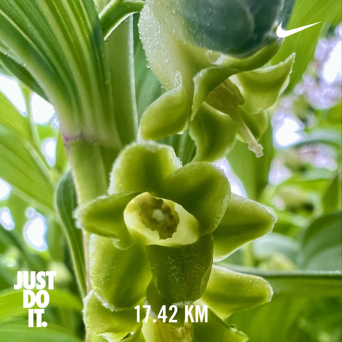 tamakoto55's tweet photo. Have a nice day ☁️ &amp; nice running👟
Today’s 🏃🏼:17.4km / Apr. Σ326.5km
Today’s 🌸:Tama Tokyo🇯🇵
🏃‍♂️➡️ #NRC #TATTA #ランニング #イマソラ #多摩川 #乞田貝取ふれあい広場 #鯉のぼり #貝取こぶし館 #タペストリー 
🌼➡️ #花写真 #flower #nature #アマドコロ #甘野老 #Polygonatum https://t.co/s27Uvc4Up9