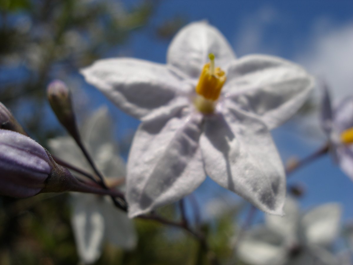 N_M_K_VP's tweet photo. #sp350 #FlowerPhotography https://t.co/aWfu7ojheG