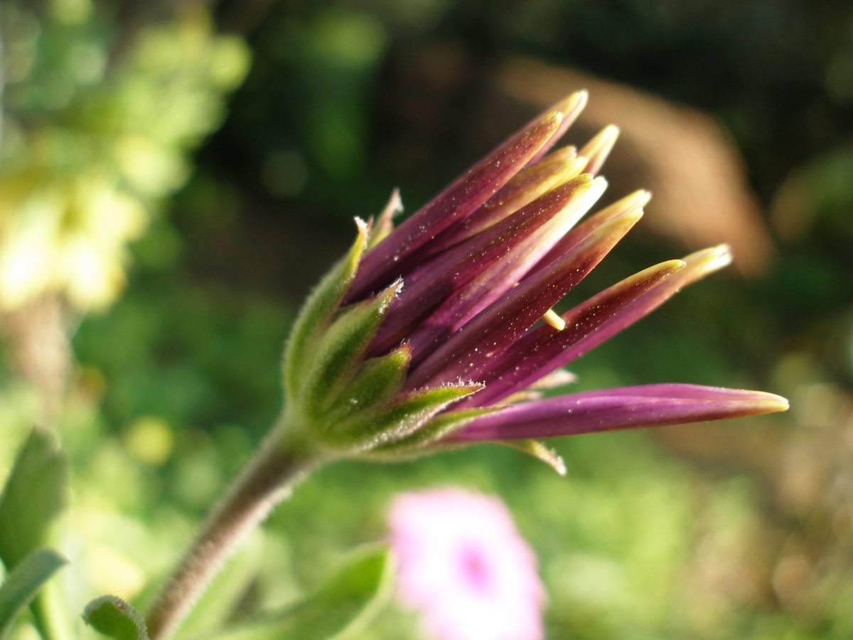 N_M_K_VP's tweet photo. #sp350 #FlowerPhotography https://t.co/aWfu7ojheG
