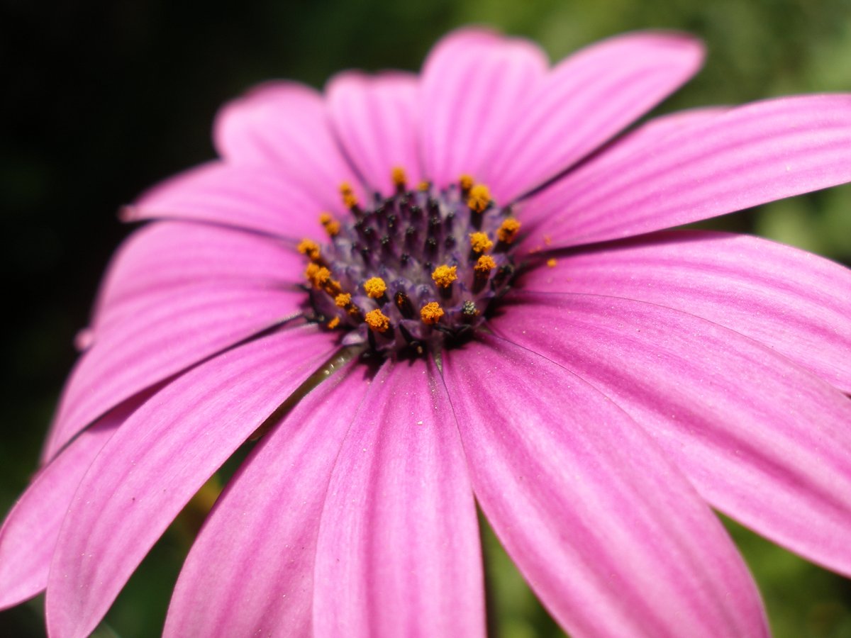 N_M_K_VP's tweet photo. #sp350 #FlowerPhotography https://t.co/aWfu7ojheG