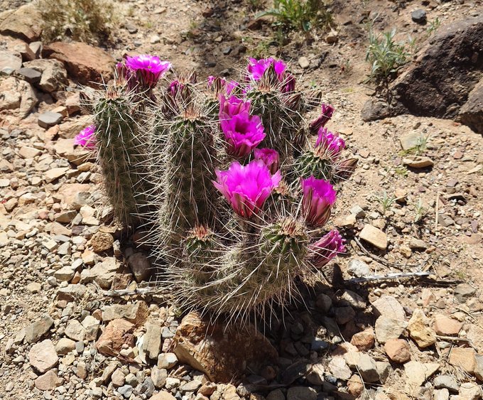 結局今年の春は梅も桜も全く見ずに終わっちゃうけど、代わりにアリゾナの田舎道ではちょっと歩くだけで無限にクワトロ大尉ごっこが出来る
世界、思ってるより色んな春の形がある 