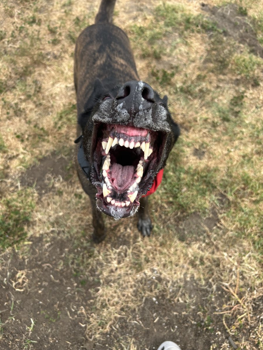 weekend dog pic