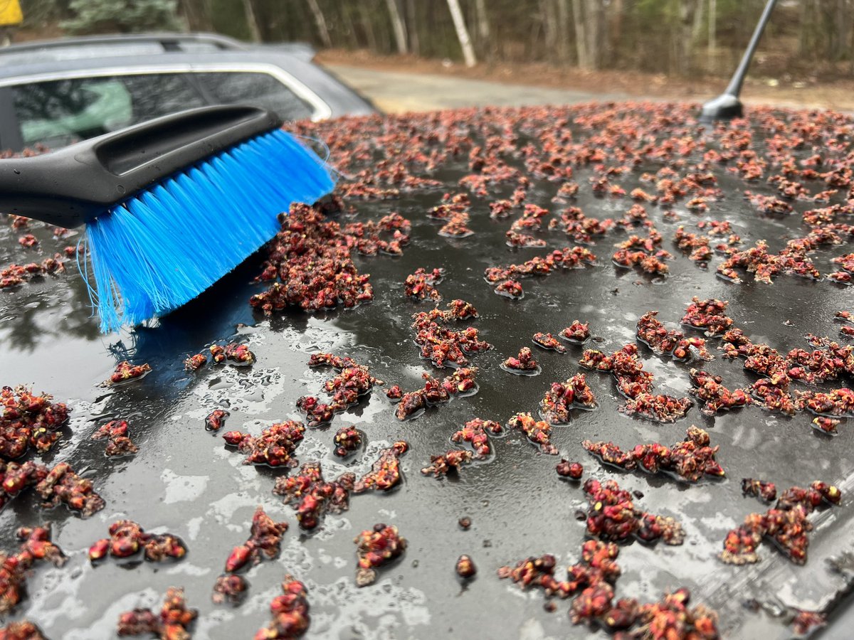 Another reason why you have to keep the snow brush handy in the spring. 😑
