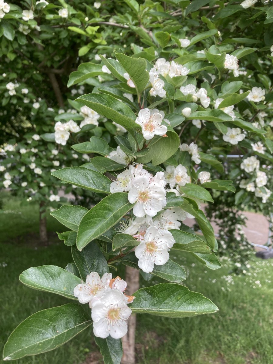 wazzo_m's tweet photo. Crataemespilus - St James’s Park @theroyalparks @TRPGuild7 @idverdeUK @ThorneyIslandSo #SJames’sPark https://t.co/rVc9xONhLE