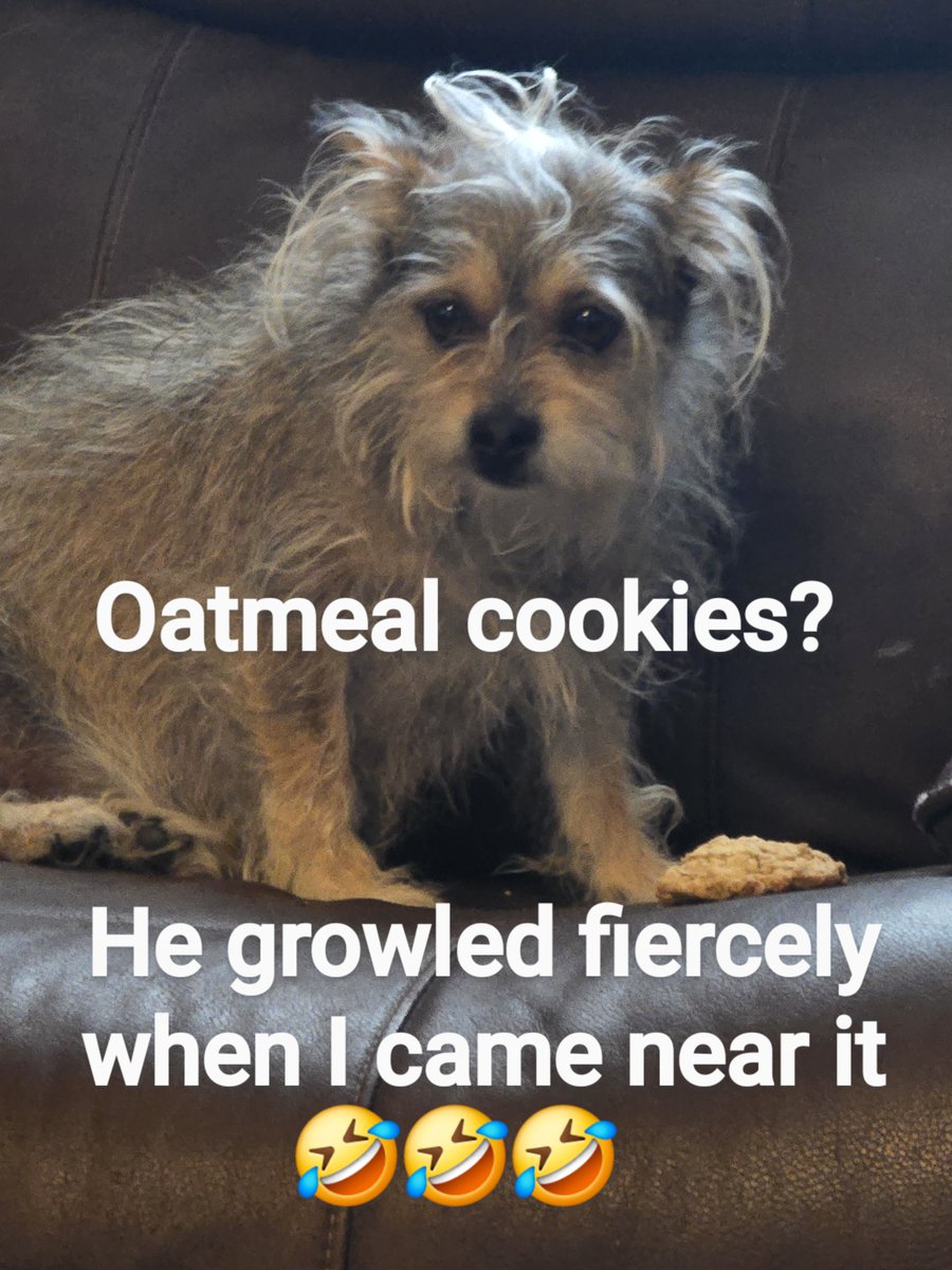 I'm continually learning more about our dog "Chuy"
He luuuuvs oatmeal cookies 
This is the same dog that loves sharp cheddar and also likes to hide it in the dirty laundry. There's no telling how many caches of food are lurking around here. Does anyone else have dog stories? 🤣