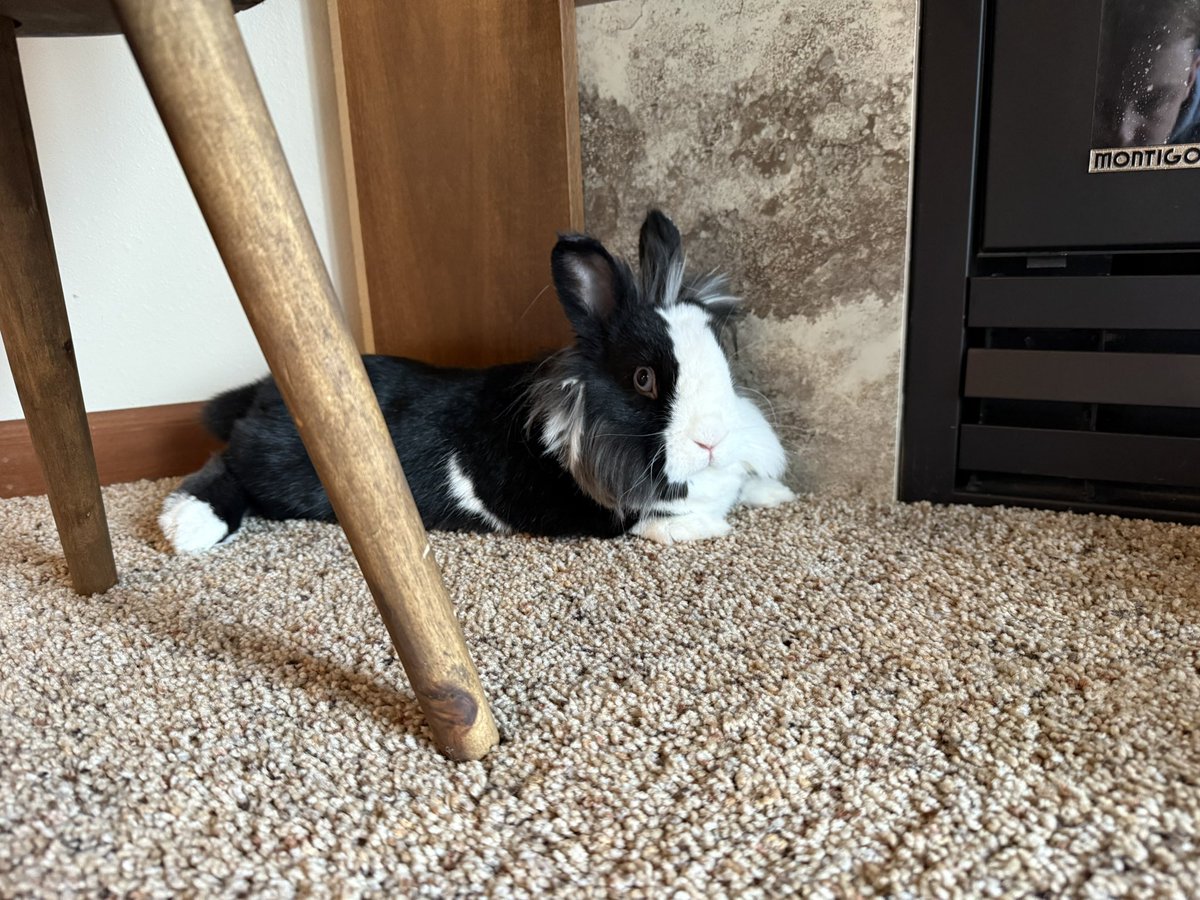 Really confused why life decided that 2 of my favorite things would be houseplants &amp; little 5 pound houseplant munchers 😵‍💫 #lionhead #loverabbits #lagomorph #2incisors #fulllounge #toesocks #singlelayer #blackandwhite #SMS