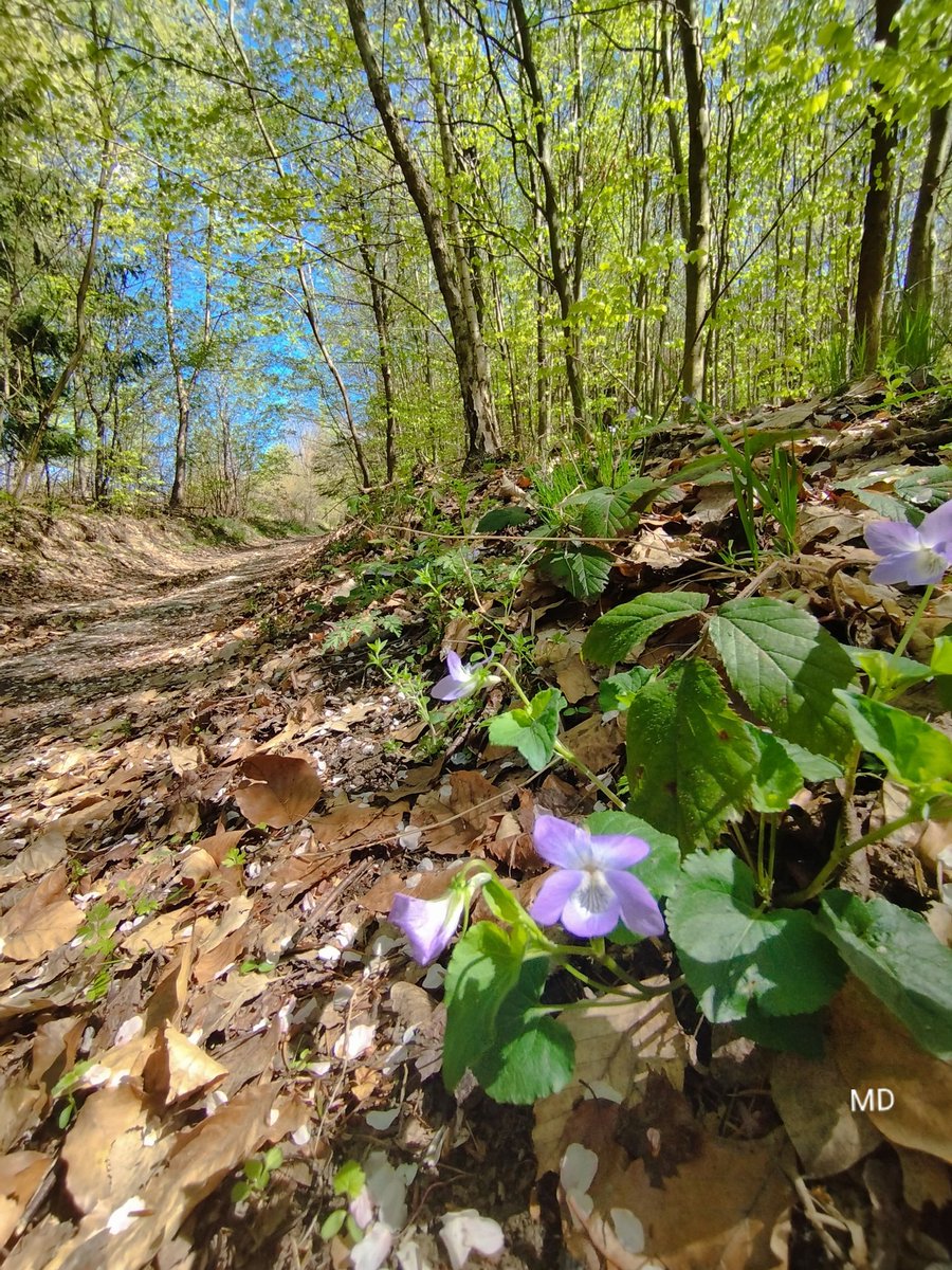 Martina Dvorská (@martinadvorsk2) on Twitter photo 