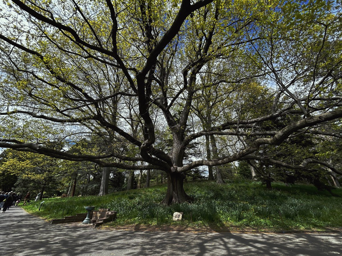 citrustreet's tweet photo. a tree is a holy thing https://t.co/Q4FtEjvDTg