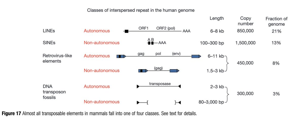 Every so often I relive the unsettling realization that ~8% of my genome is basically ancient viruses. Like you have less DNA coding for your own proteins (1-2% of the genome) than you have DNA of some virus from forever ago. You are basically mostly a virus.