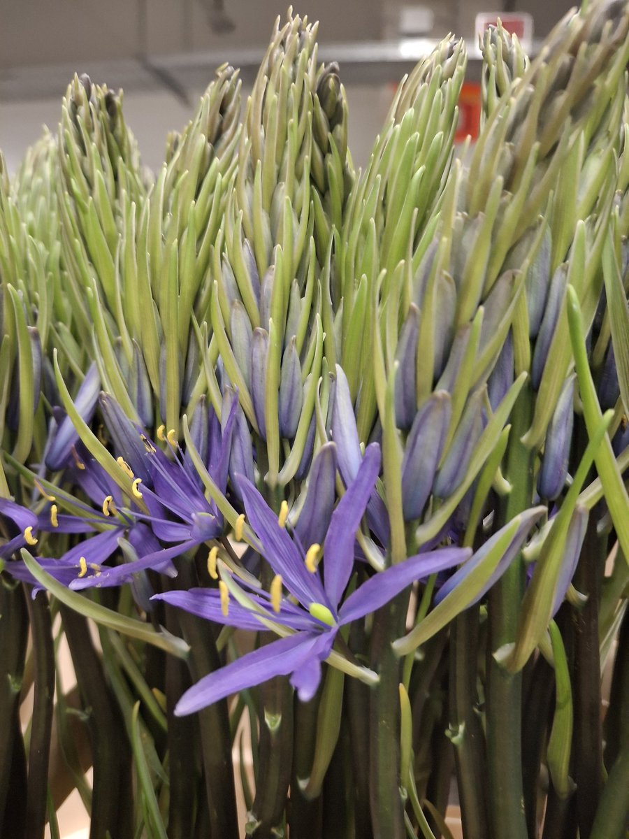 Totaal 10033 partijen