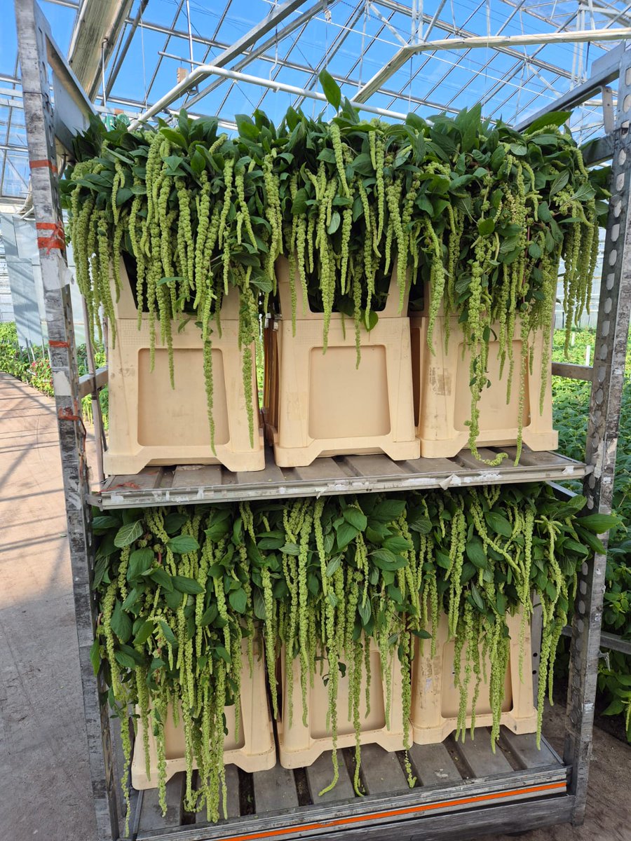 Kwekerij Oudshoorn is van de partij