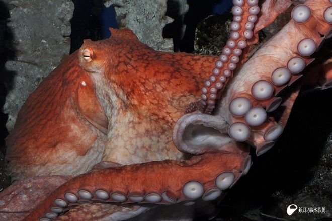 世界最大級のタコとして知られる ミズダコ ご覧いただいています。 ℹ️