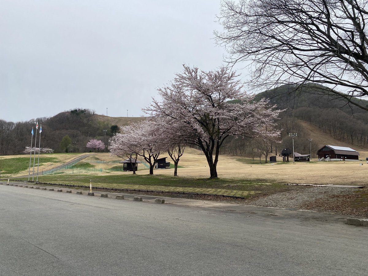 kaneyama100's tweet photo. 4月28日(月)9時45分頃
桜情報

グリーンバレー神室
魚清水街道

どちらもまもなく見頃です！ https://t.co/I9hs0pFQi6