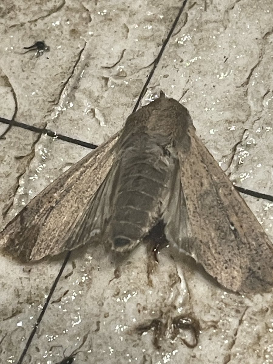 ISU NC Crops (@nciacrops) on Twitter photo Checked my moth traps earlier this evening. Story City 14 TAW and 12 BCW; Hamilton Co. 6 TAW and 4 BCW. The TAW moth in this photo is lighter color than what is shown. <a href="/alex_woodall/">Alex Woodall</a> <a href="/mjanders1/">Meaghan Anderson</a> <a href="/erinwhodgson/">Erin Hodgson</a> <a href="/ashleyn_dean/">Ashley Dean</a> #isucrops Checked my moth traps earlier this evening. Story City 14 TAW and 12 BCW; Hamilton Co. 6 TAW and 4 BCW. The TAW moth in this photo is lighter color than what is shown. <a href="/alex_woodall/">Alex Woodall</a> <a href="/mjanders1/">Meaghan Anderson</a> <a href="/erinwhodgson/">Erin Hodgson</a> <a href="/ashleyn_dean/">Ashley Dean</a> #isucrops