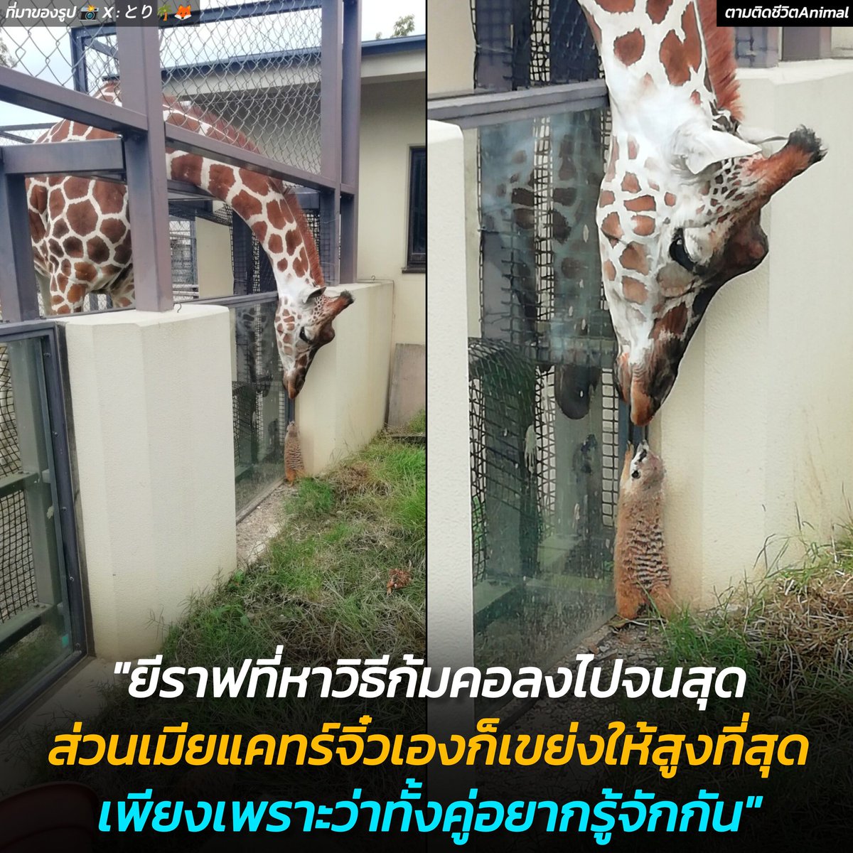 ความพยายามในความสัมพันธ์ : ที่สวนสัตว์ในเกียวโต มีการพบกันสุดน่ารักระหว่างยีราฟคอยาว กับ เมียร์แคตตัวจิ๋ว แม้อยู่คนละฝั่งของรั้ว แต่ด้วยความที่ทั้งคู่อยากทำความรู้จักกัน 🦒🦝🥹😳🥰
อาณาจักรสัตว์โลก มีม&amp;สาระ By ตามติดชีวิตAnimal 
พี่ยีราฟก็พยายามก้มคอลงสุดลอดผ่านช่องเล็กๆ