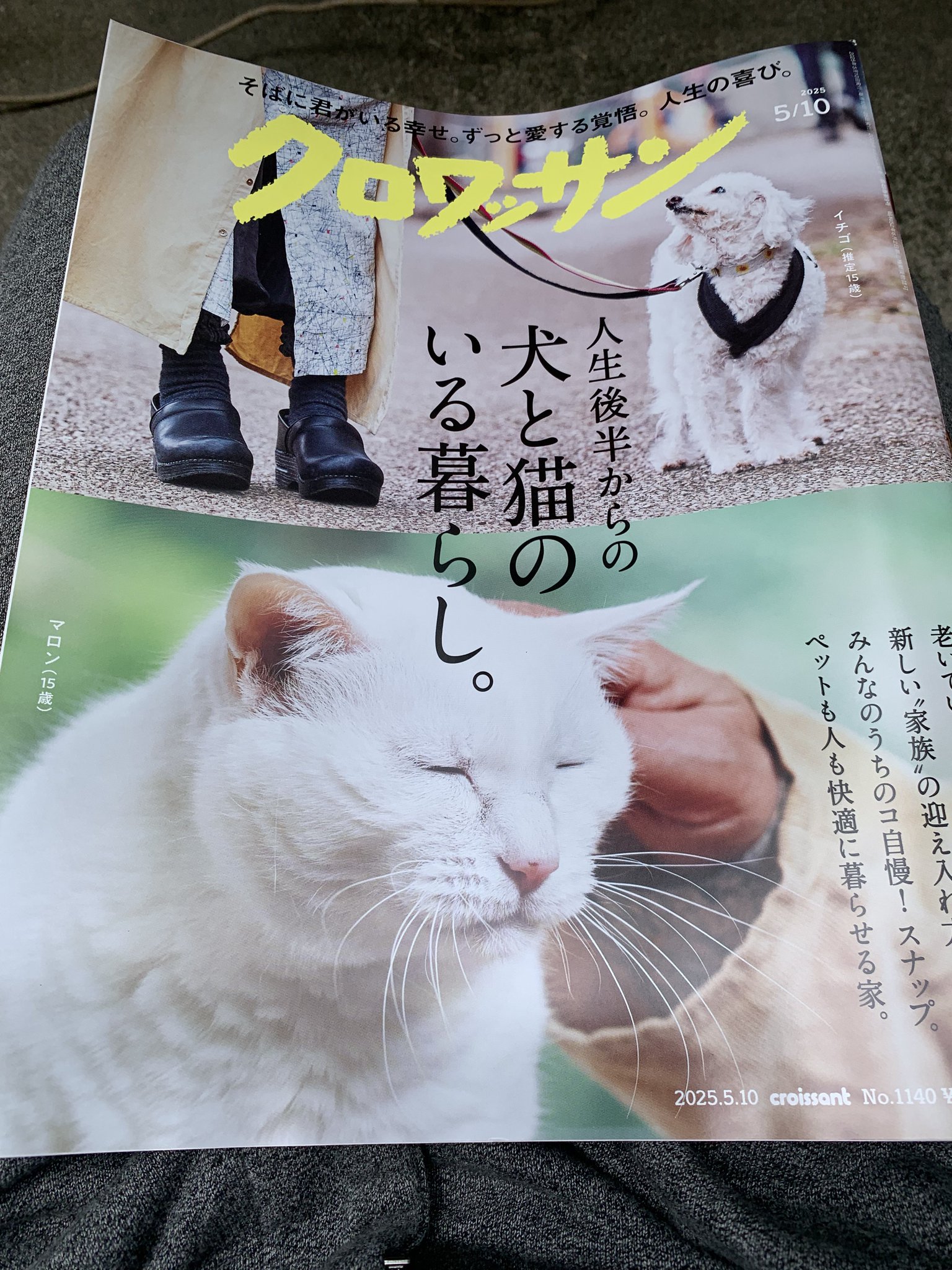 猫柱、時々に中華 on X: 猫柱、時々に中華 on X: