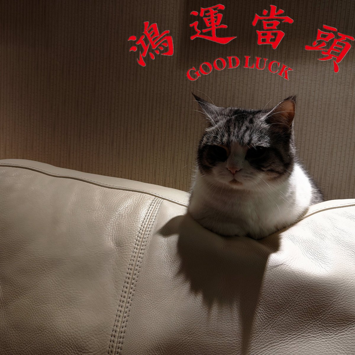 Chen18yz's tweet photo. 冲哥鸿运当头 https://t.co/L7w7OxQGKn
