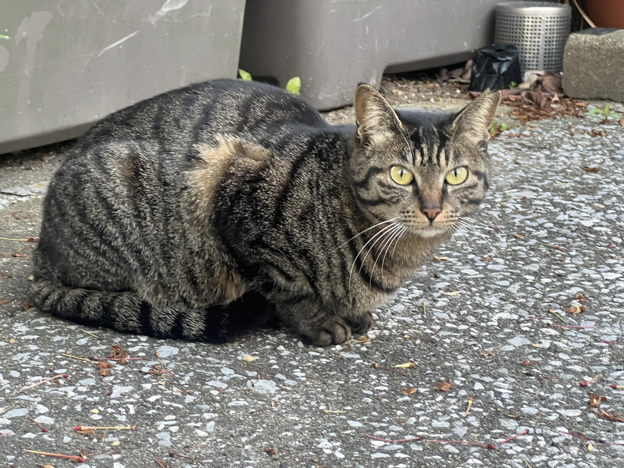 都市の猫on X: 