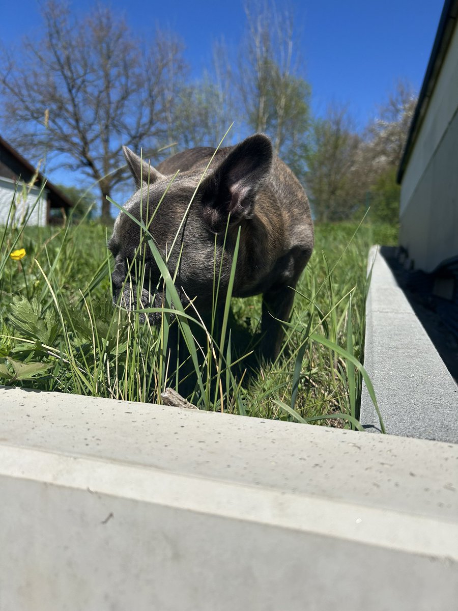 SigridBaumPR's tweet image. Spazieren gehen, macht Sally viel Spaß - nur das gefilmt werden, ist lästig