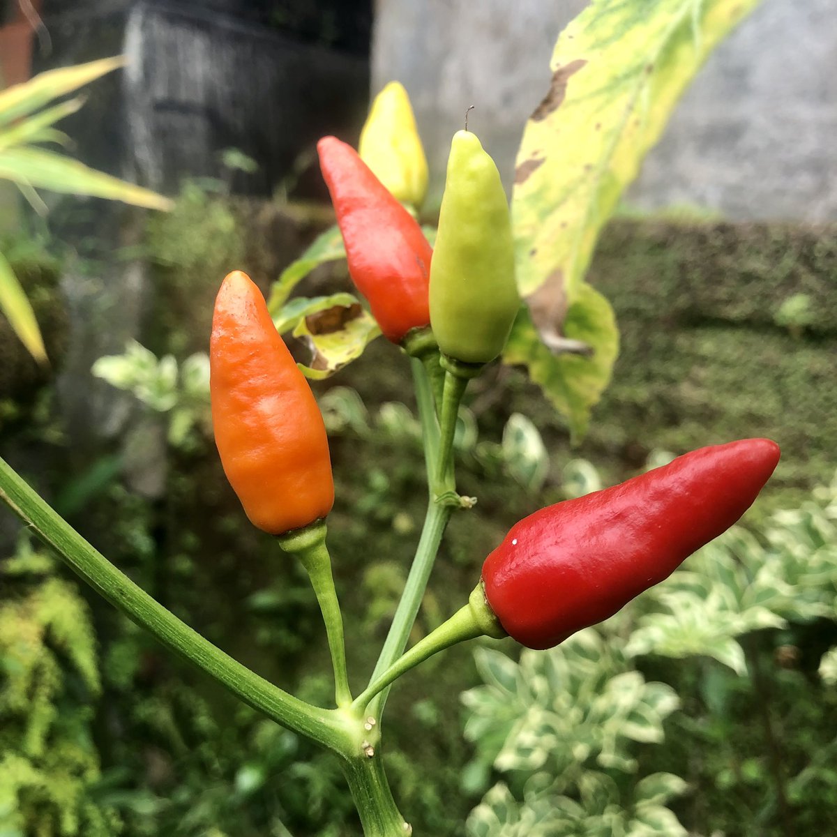 Yellow…
Would you be interested in having a 🌶️ bouquet on your special day?
It would be spicy tho. 😆 

#gardening