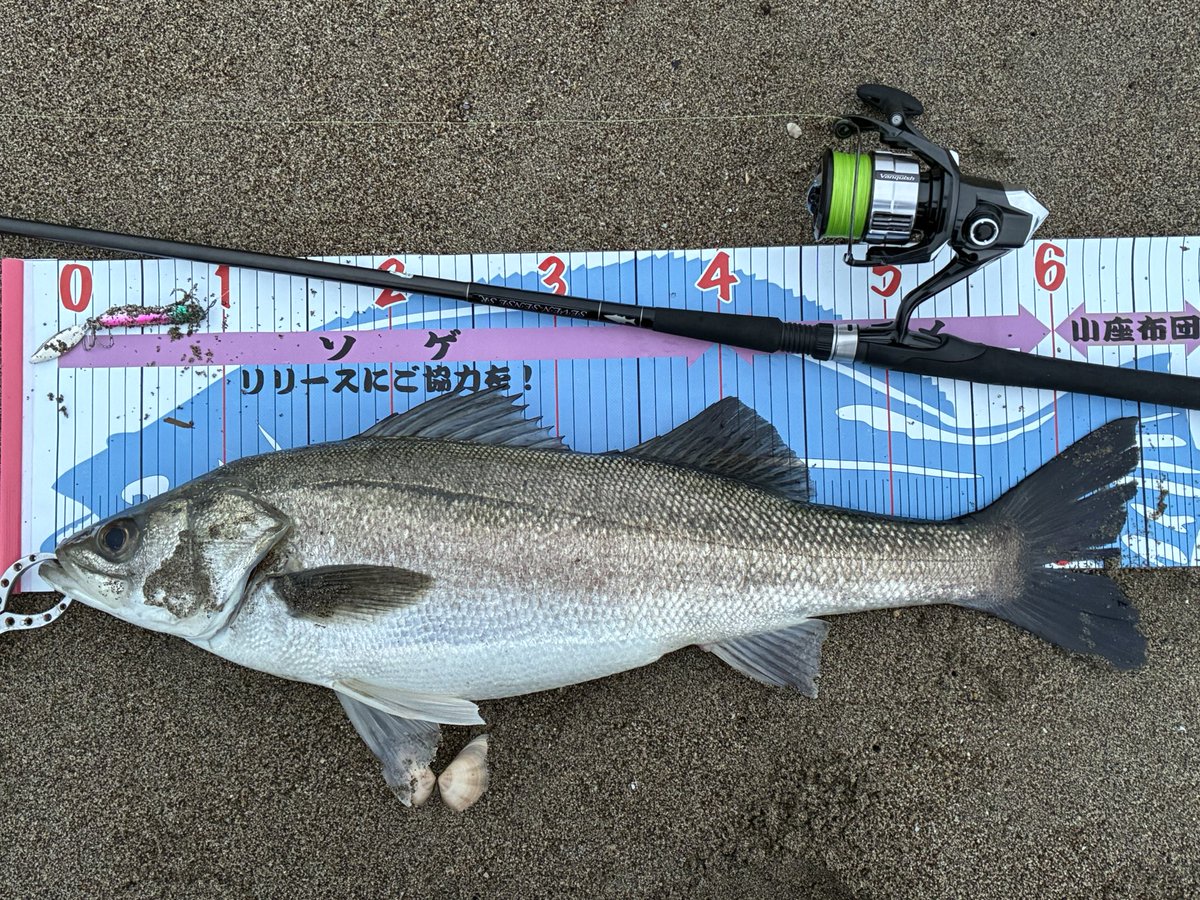 そろそろヒラメが釣れるかなぁと、サーフへ

ぽってりお腹のシーバスだけでした…類は友を呼ぶのかな…