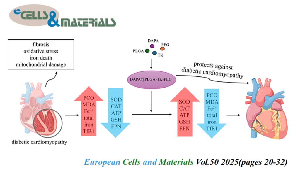 👏Check eCM latest articles: Nanocarrier-encapsulated SGLT-2 inhibitor (dapagliflozin) protects against diabetic cardiomyopathy by reducing myocardial fibrosis

ecmjournal.org/papers/vol050/…… 

#Nanocarrier #Dapagliflozin #DiabeticCardiomyopathy #MyocardialFibrosis #OxidativeStress